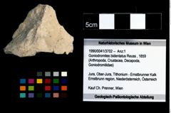 Foto (Objekt + Etikett) von Goniodromites bidentatus (Reuss, 1859)  (NHMW-GEO-1990-0041-3702)